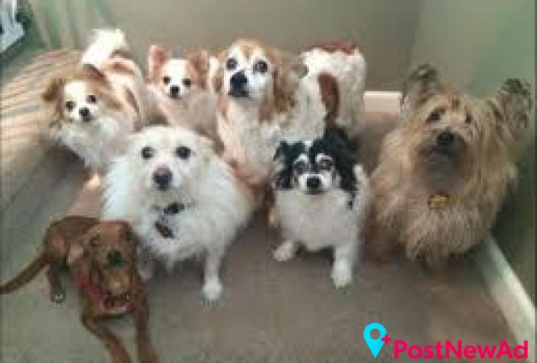 Daycare For Dogs Lents