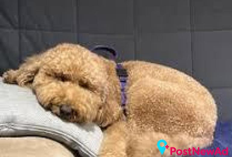 Antibiotic Free Pet Treats