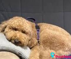 Antibiotic Free Pet Treats