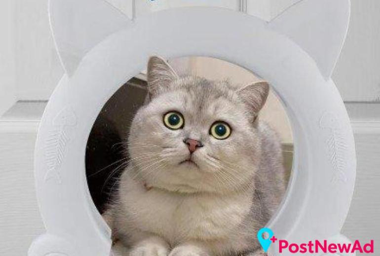 Cat Flaps for Easy Indoor and Outdoor Access