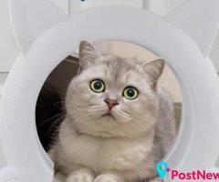 Cat Flaps for Easy Indoor and Outdoor Access
