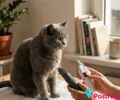 Cat Grooming Supplies for Easy Everyday Care