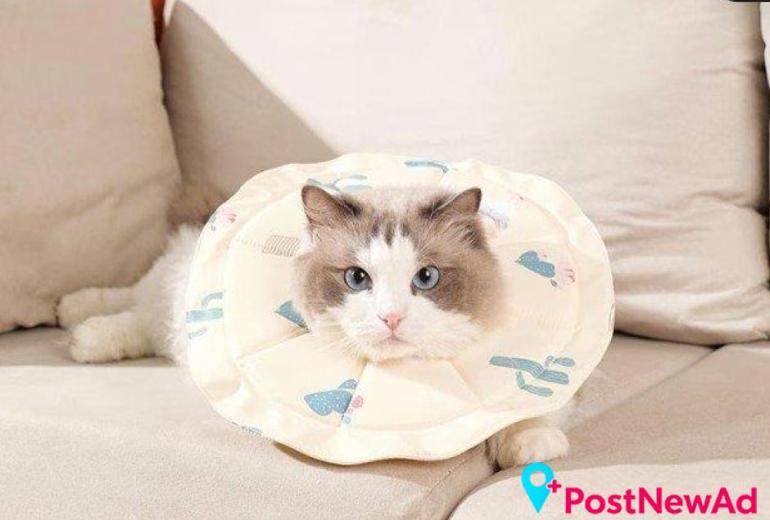 Cat Medical Collars for Comfortable Recovery Support