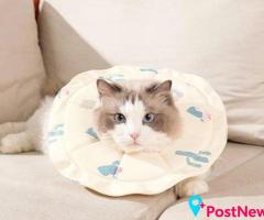 Cat Medical Collars for Comfortable Recovery Support